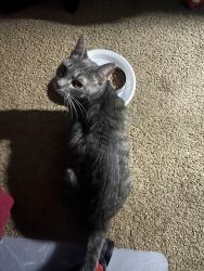 Found/Stray Unknown Cat last seen Witchduck & Virginia Beach Blvd, Virginia Beach, VA 23462