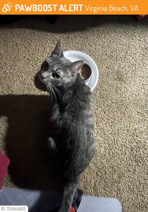 Found/Stray Unknown Cat last seen Witchduck & Virginia Beach Blvd, Virginia Beach, VA 23462