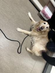 Found/Stray Female Dog last seen Near ponce de leon blvd, Coral Gables, FL 33134