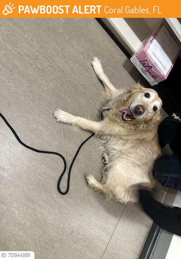Found/Stray Female Dog last seen Near ponce de leon blvd, Coral Gables, FL 33134