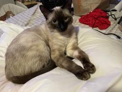 Lost Male Cat last seen lamont drive, New Carrollton, MD 20784
