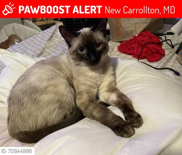 Lost Male Cat last seen lamont drive, New Carrollton, MD 20784