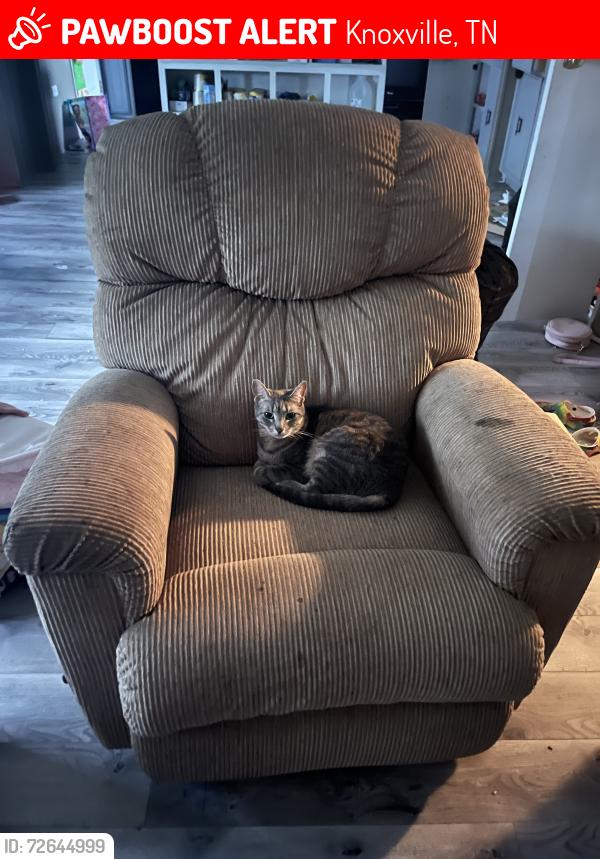 Lost Female Cat last seen fountain city, Knoxville, TN 37918