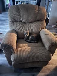 Lost Female Cat last seen fountain city, Knoxville, TN 37918