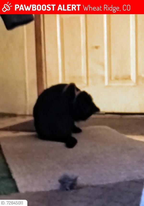 Lost Male Cat last seen I70 and kipling, Wheat Ridge, CO 80033
