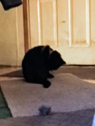 Lost Male Cat last seen I70 and kipling, Wheat Ridge, CO 80033