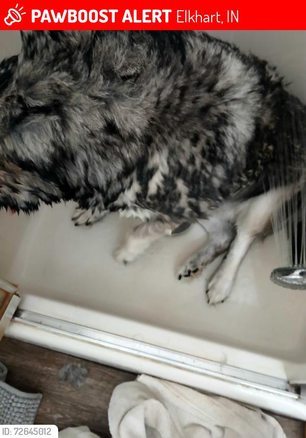 Lost Female Dog last seen county road 21 and county road 11, Elkhart, IN 46517