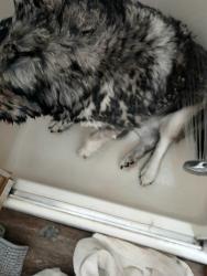 Lost Female Dog last seen county road 21 and county road 11, Elkhart, IN 46517