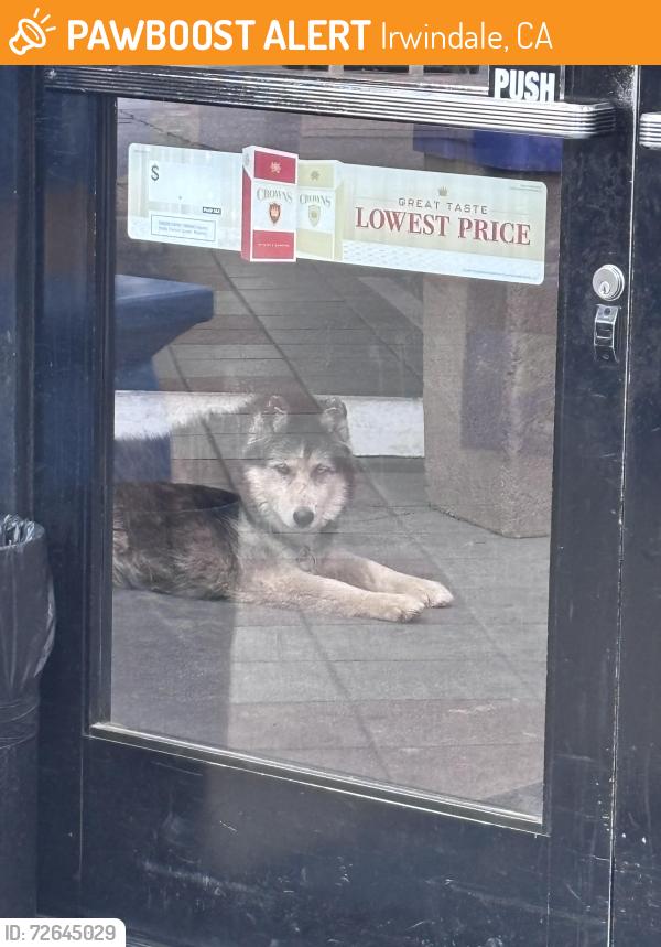 Found/Stray Unknown Dog last seen Mírtle av longden av, Irwindale, CA 91706