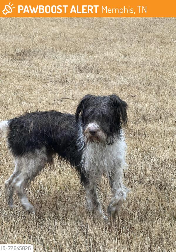 Found/Stray Male Dog last seen Riverwood elementary school, Memphis, TN 38016