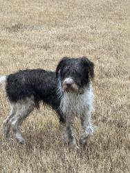Found/Stray Male Dog last seen Riverwood elementary school, Memphis, TN 38016