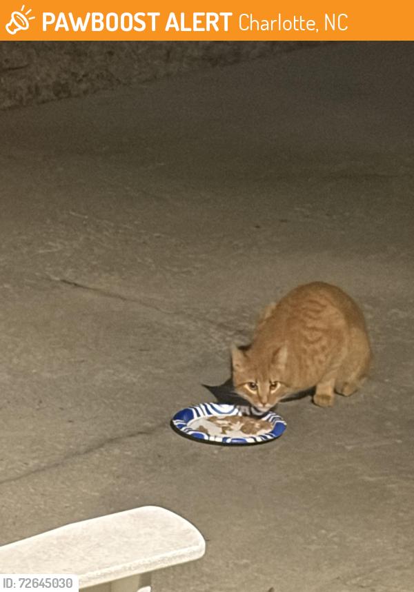 Found/Stray Unknown Cat last seen Near Runnymede lane, Charlotte, NC 28211