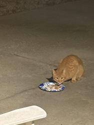 Found/Stray Unknown Cat last seen Near Runnymede lane, Charlotte, NC 28211