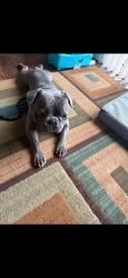 Found/Stray Unknown Dog last seen bike trail, Herndon, VA 20170