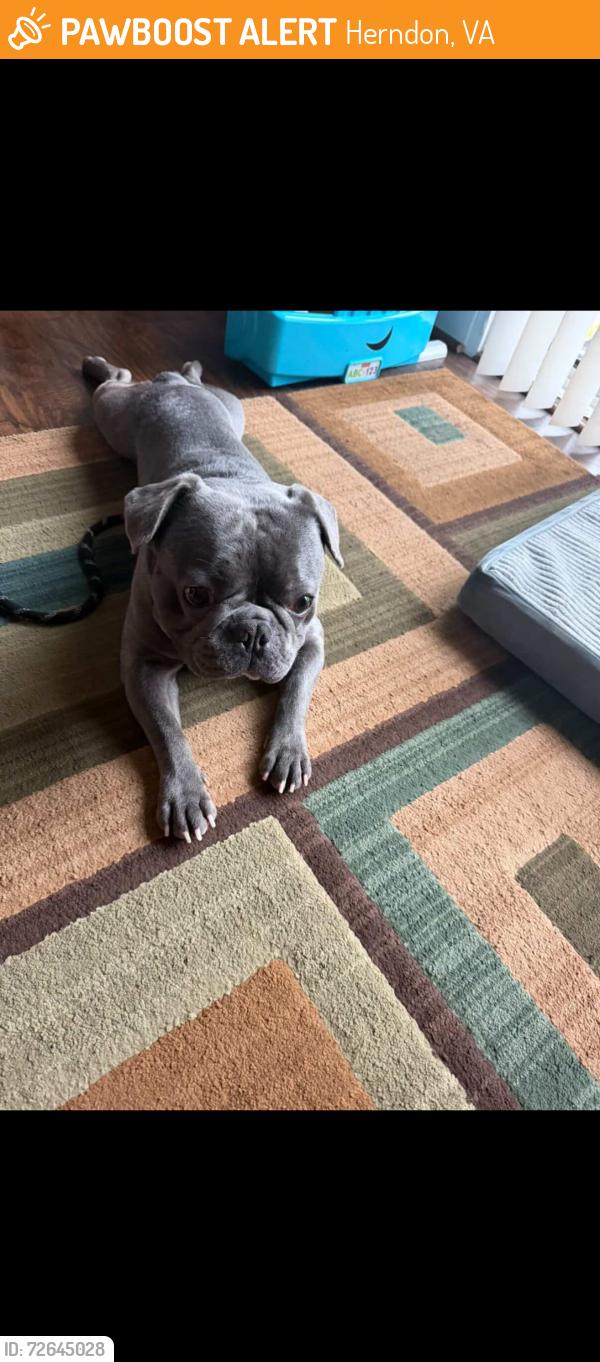 Found/Stray Unknown Dog last seen bike trail, Herndon, VA 20170