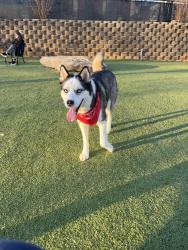 Lost Male Dog last seen Memorial drive se and deerborn st, Atlanta, GA 30317