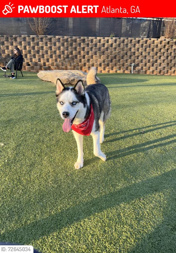 Lost Male Dog last seen Memorial drive se and deerborn st, Atlanta, GA 30317