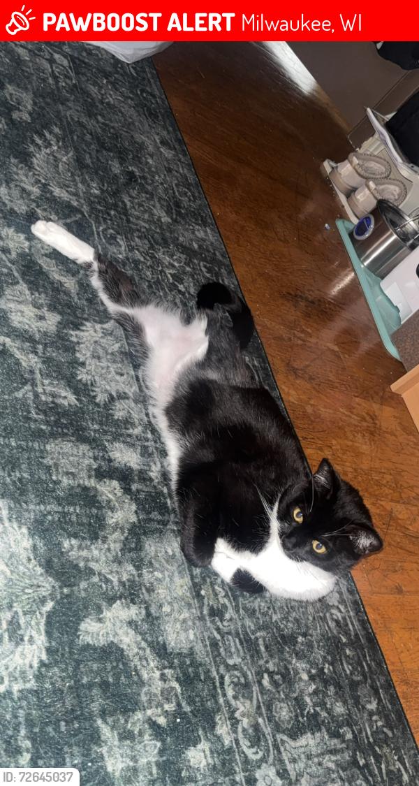 Lost Male Cat last seen Near Warrior Wash , Milwaukee, WI 53214