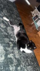 Lost Male Cat last seen Near Warrior Wash , Milwaukee, WI 53214