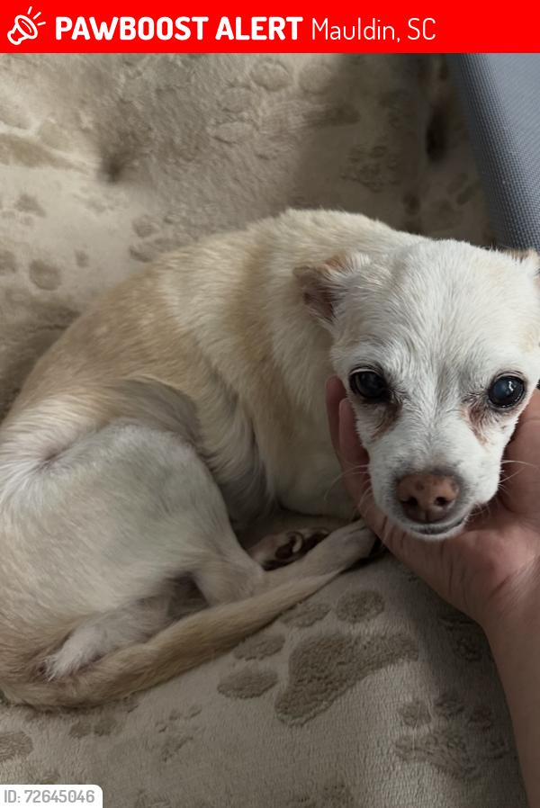 Lost Female Dog last seen Mauldin , Mauldin, SC 29662