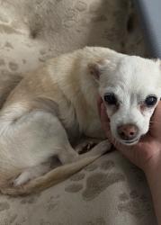 Lost Female Dog last seen Mauldin , Mauldin, SC 29662