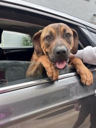 Found/Stray Female Dog last seen Monarch Street and N Fitzhugh Ave, Dallas, TX 75204