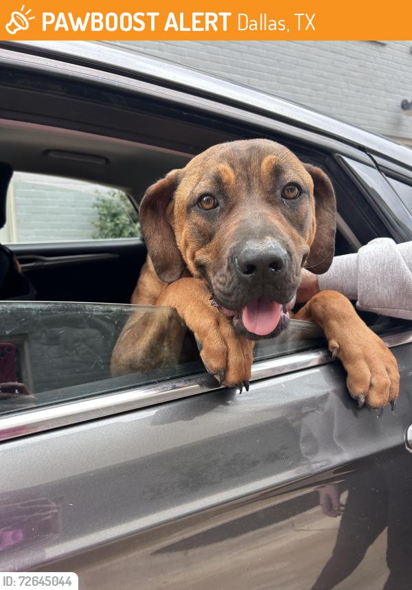 Found/Stray Female Dog last seen Monarch Street and N Fitzhugh Ave, Dallas, TX 75204