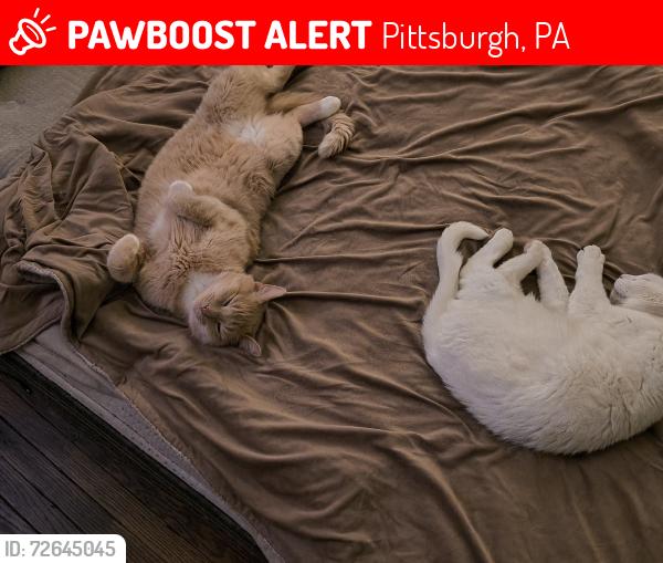 Lost Male Cat last seen penn ave and wood, Pittsburgh, PA 15221