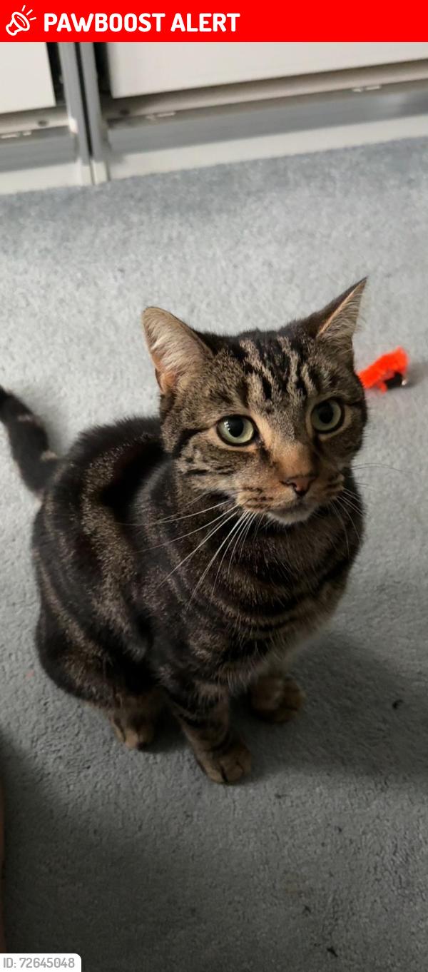 Lost Male Cat last seen Tottenham Hotspur Stadium, Greater London, England N17 0BE