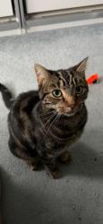Lost Male Cat last seen Tottenham Hotspur Stadium, Greater London, England N17 0BE