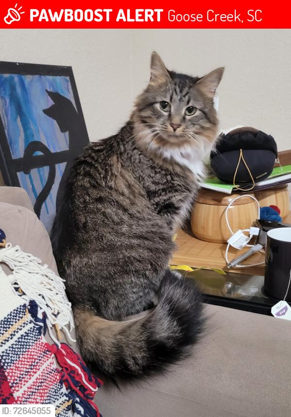 Lost Female Cat last seen Near Carnes Crossroads Lakehouse, Goose Creek, SC 29486
