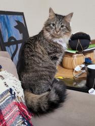 Lost Female Cat last seen Near Carnes Crossroads Lakehouse, Goose Creek, SC 29486