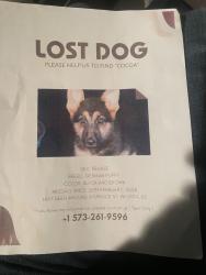 Lost Female Dog last seen Near N Spruce Ave , Wichita, KS 67214