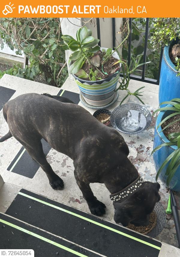 Found/Stray Male Dog last seen Outlook Avenue , Oakland, CA 94605
