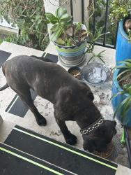 Found/Stray Male Dog last seen Outlook Avenue , Oakland, CA 94605