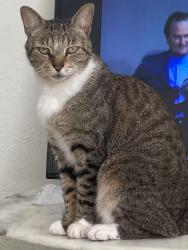 Lost Female Cat last seen Near sw fifth ave, Delray Beach, FL 33444
