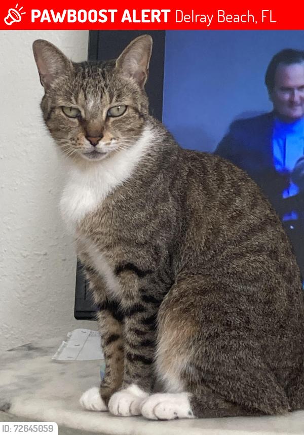 Lost Female Cat last seen Near sw fifth ave, Delray Beach, FL 33444