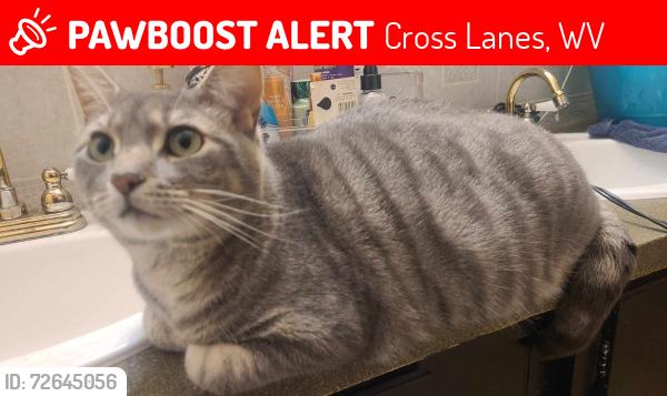 Lost Male Cat last seen Wintz Drive, Kroger, Big Tyler Rd, Andrew Jackson Middle School, Cross Lanes, WV 25313