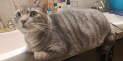 Lost Male Cat last seen Wintz Drive, Kroger, Big Tyler Rd, Andrew Jackson Middle School, Cross Lanes, WV 25313