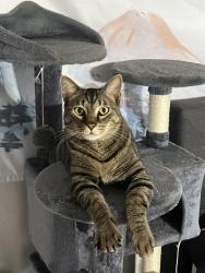 Lost Male Cat last seen Last seen near E Lake Ave & S Oleander St, Longwood, FL 32750
