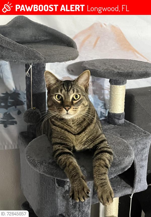 Lost Male Cat last seen Last seen near E Lake Ave & S Oleander St, Longwood, FL 32750