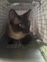Found/Stray Male Cat last seen Maybury Dr and Brompton, Holiday, FL 34691