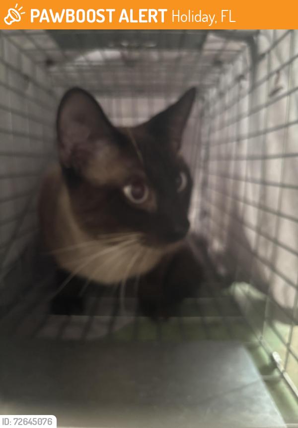 Found/Stray Male Cat last seen Maybury Dr and Brompton, Holiday, FL 34691