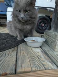 Found/Stray Male Cat last seen Dillard rd, Walnut Cove, NC 27052