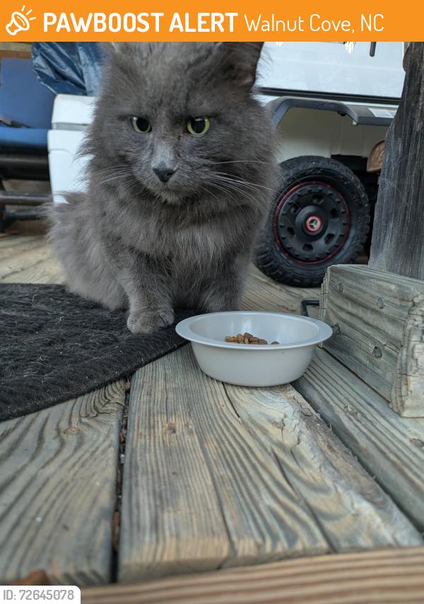 Found/Stray Male Cat last seen Dillard rd, Walnut Cove, NC 27052