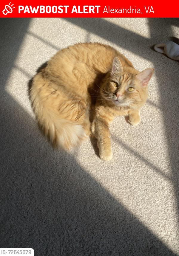 Lost Female Cat last seen Near eagle ridge lane , Alexandria, VA 22312
