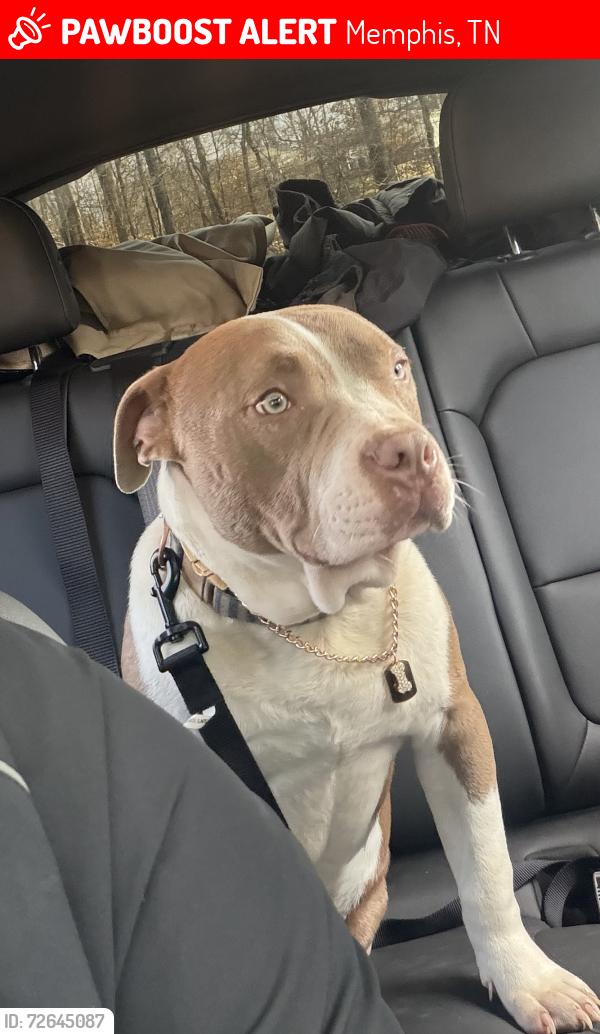 Lost Male Dog last seen Felton, Memphis, TN 38128