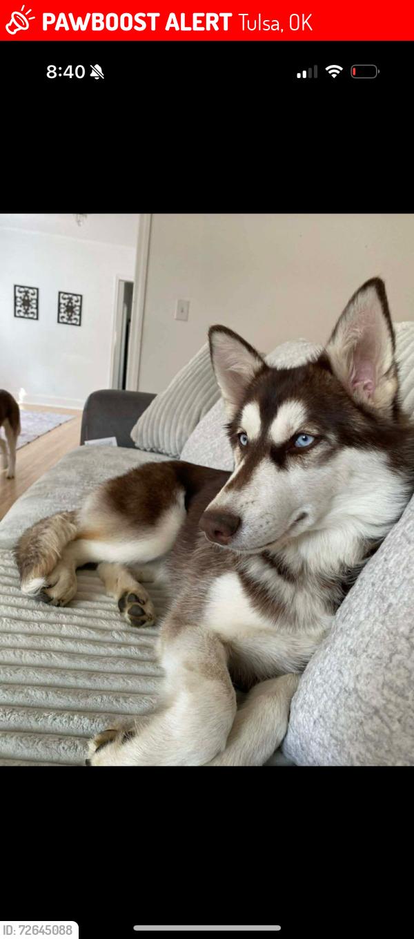 Lost Female Dog last seen Tulsa university , Tulsa, OK 74104