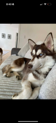 Lost Female Dog last seen Tulsa university , Tulsa, OK 74104