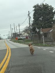 Found/Stray Unknown Dog last seen Third Street Rd and Outer loop intersection , Louisville, KY 40214